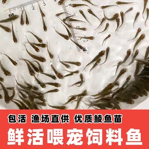 龍魚吃的小魚在哪買