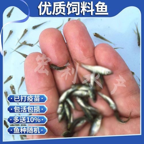 龍魚吃的小魚在哪買
