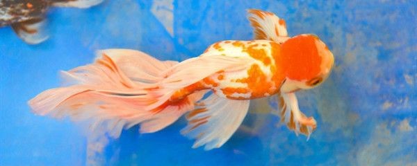 龍魚哪個(gè)好養(yǎng)活些（金龍魚和銀龍魚是較為理想的選擇） 龍魚哪個(gè)好養(yǎng)活些（金龍魚和銀龍魚是較為理想的選擇） 龍魚百科 第4張