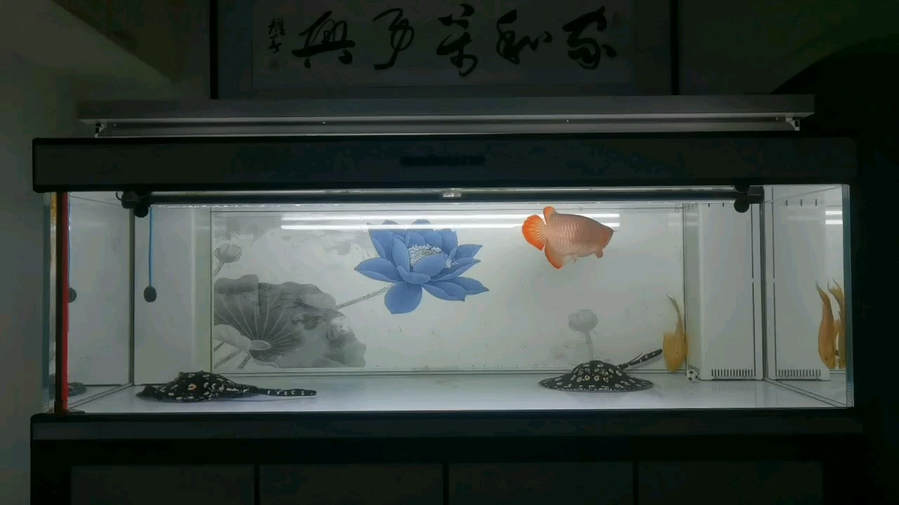 虎魚天天黑來點赤瞳黃金 潺潺的溪流,悄然流淌! 龍魚論壇 潺潺的溪流,悄然流淌! 潺潺的溪流,悄然流淌! 龍魚論壇