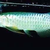 古典藍(lán)底過背金龍多久停食一次？