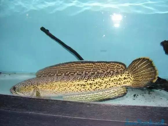 雷龍魚是黑魚嗎 雷龍魚是黑魚嗎 龍魚論壇 第4張