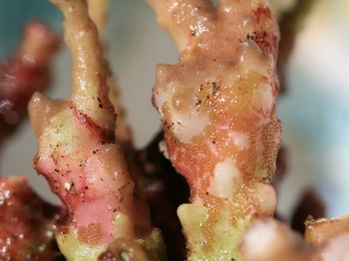 紅龍sps 紅龍sps 2025長城杯龍魚大賽 第9張