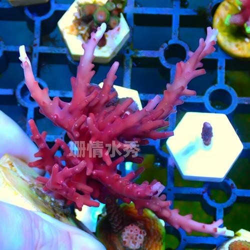 詳細(xì)閱讀:紅龍sps 紅龍sps