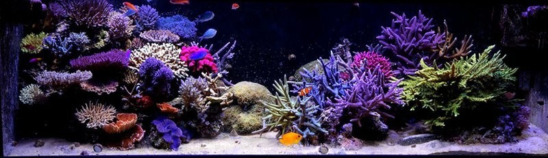 紅龍sps 紅龍sps 2025長城杯龍魚大賽 第8張