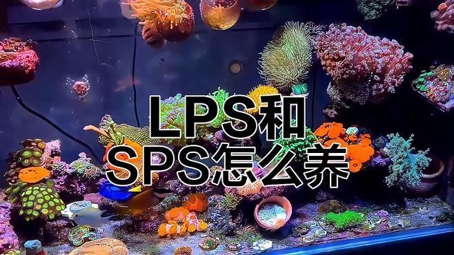 紅龍sps 紅龍sps 2025長城杯龍魚大賽 第7張