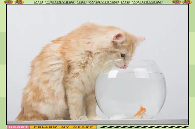 魚和貓在一起的寓意 魚和貓在一起的寓意 龍魚論壇 第2張