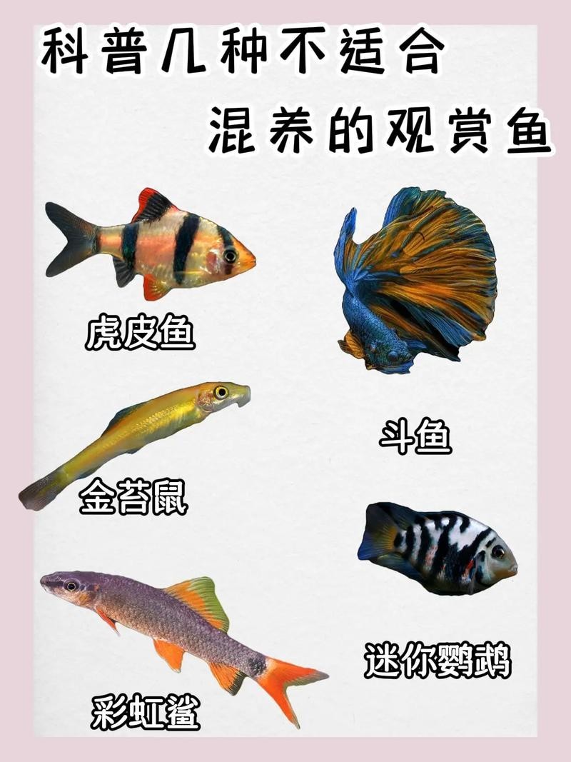 給我推薦一些性價比高的觀賞魚