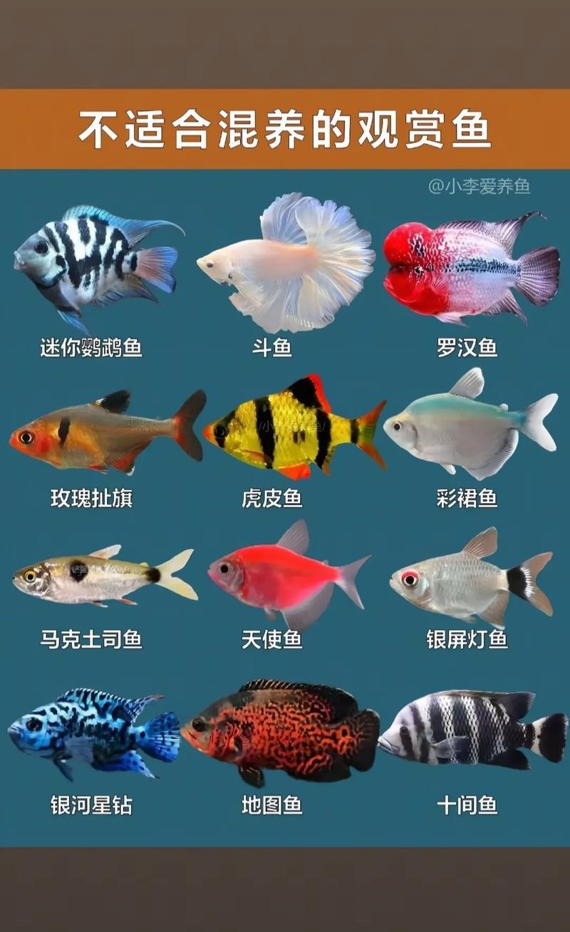給我推薦一些性價比高的觀賞魚
