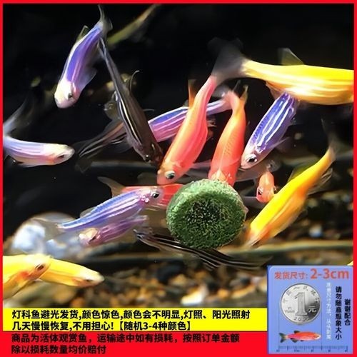 給我推薦一些性價比高的觀賞魚