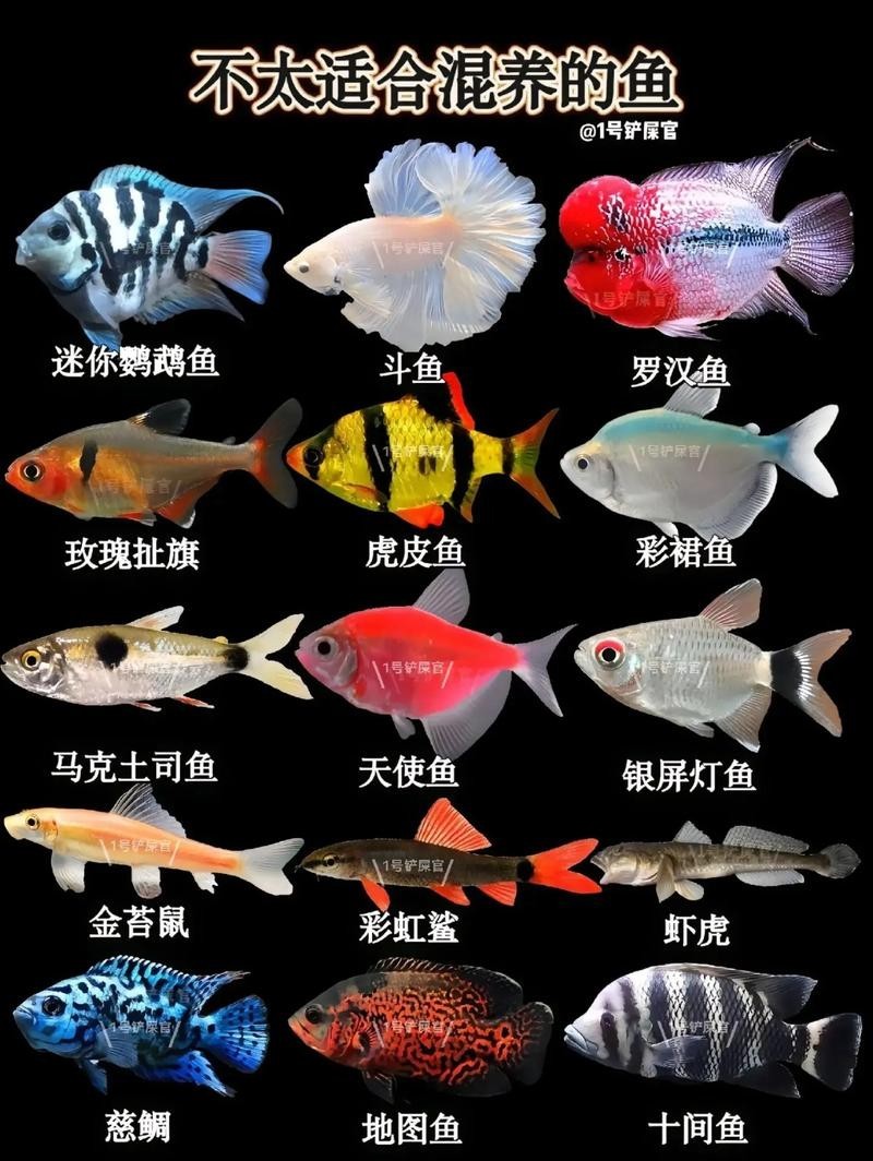 給我推薦一些性價比高的觀賞魚