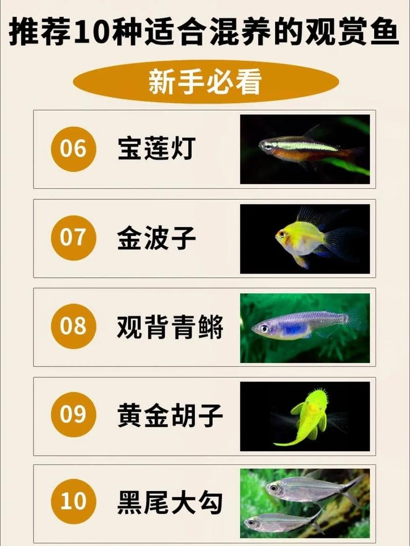 給我推薦一些性價比高的觀賞魚