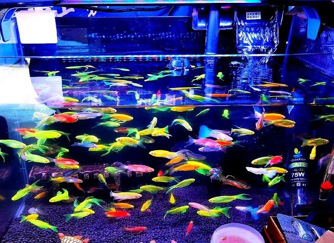 給我推薦一些性價比高的觀賞魚
