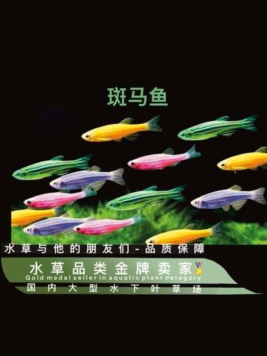 給我推薦一些性價比高的觀賞魚