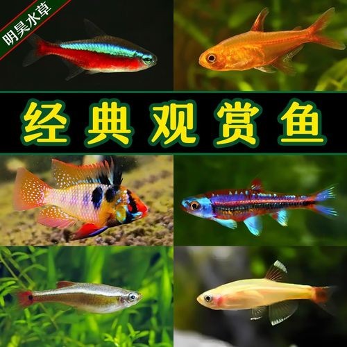 給我推薦一些性價比高的觀賞魚