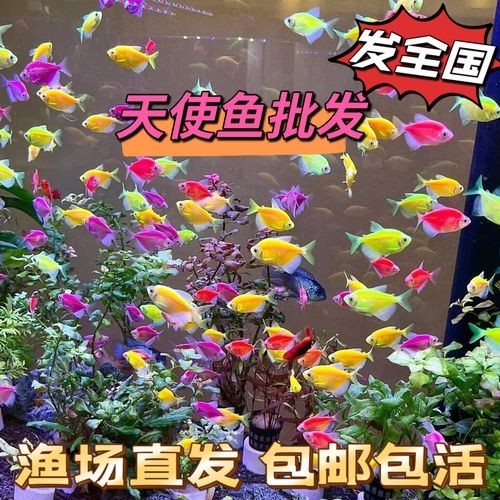 給我推薦一些性價比高的觀賞魚