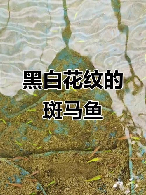 給我推薦一些性價比高的觀賞魚