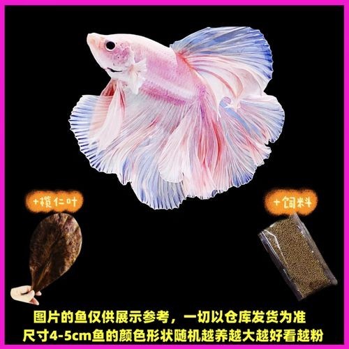 給我推薦一些性價比高的觀賞魚