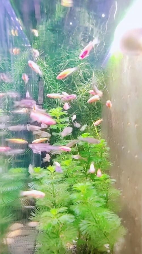給我推薦一些性價比高的觀賞魚