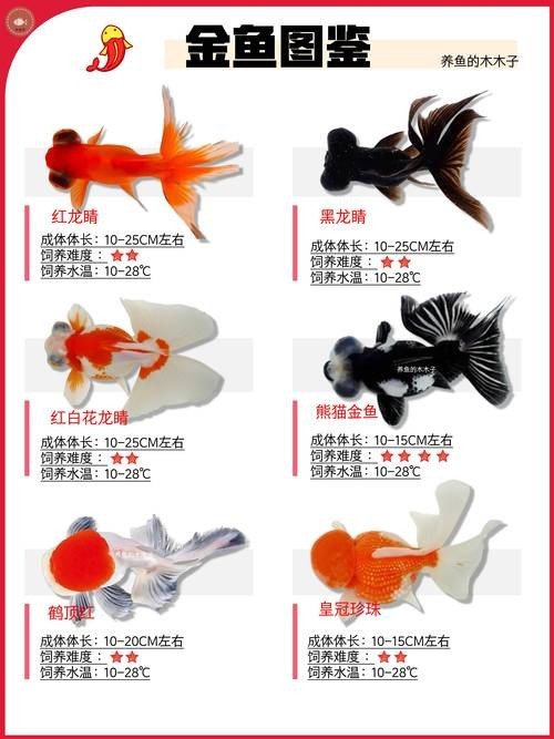 給我推薦一些性價比高的觀賞魚
