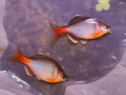 給我推薦一些性價比高的觀賞魚