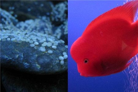 紅寶石魚飼養紅寶石魚的愛好者來說至少為50厘米×40厘米：紅寶石魚的飼養