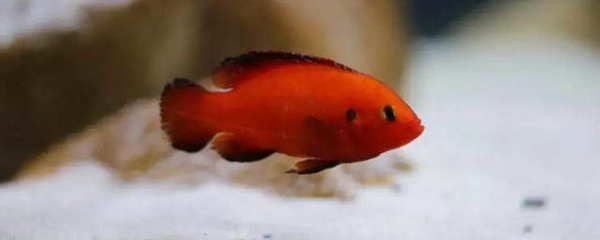 紅寶石魚飼養紅寶石魚的愛好者來說至少為50厘米×40厘米：紅寶石魚的飼養