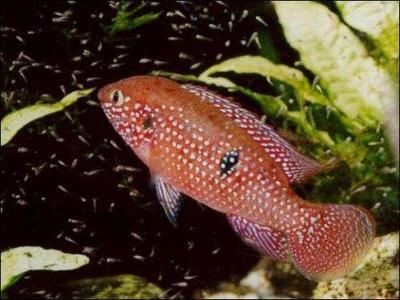 紅寶石魚飼養紅寶石魚的愛好者來說至少為50厘米×40厘米：紅寶石魚的飼養