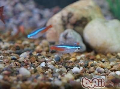 紅色觀賞魚的世界：紅色的觀賞魚有哪些種類 紅色觀賞魚的世界：紅色的觀賞魚有哪些種類 魚缸百科 第3張