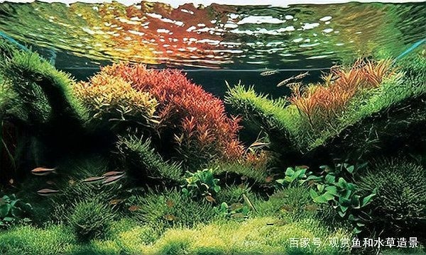 有哪些著名的草缸造景師？