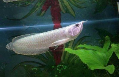 銀龍魚長身好還是短身好(銀龍魚長身龍魚和短身龍魚各有千秋) 龍魚百科 第5張 銀龍魚長身好還是短身好(銀龍魚長身龍魚和短身龍魚各有千秋) 銀龍魚長身好還是短身好(銀龍魚長身龍魚和短身龍魚各有千秋) 龍魚百科 第5張