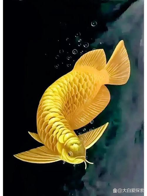 金龍魚壁紙高清大圖大全圖片