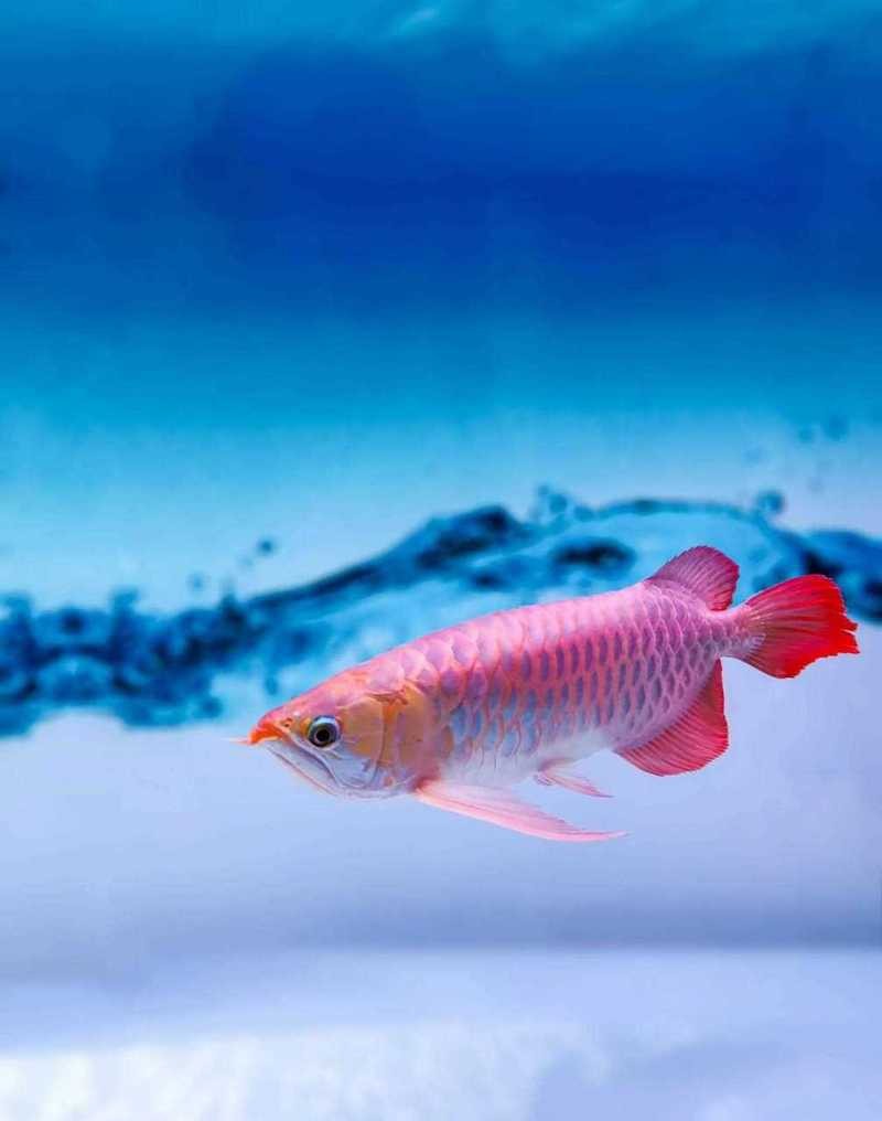 金龍魚壁紙高清大圖大全圖片