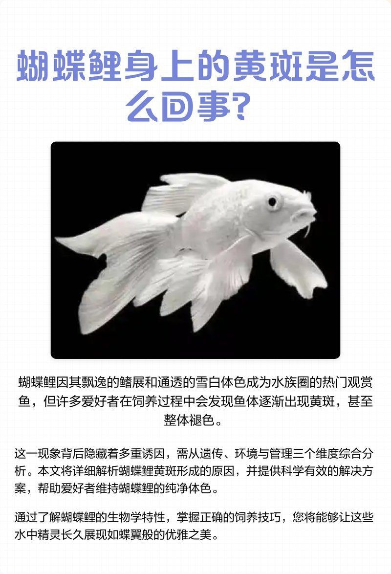 蝴蝶鯉返祖魚是什么意思