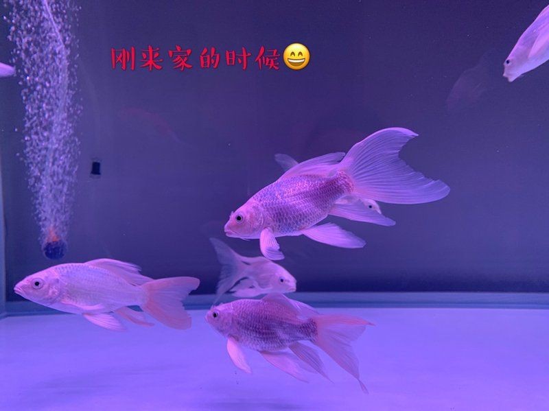 蝴蝶鯉返祖魚是什么意思