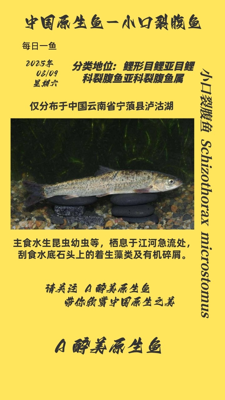 小口裂腹魚