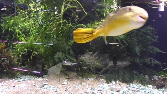 皇冠狗頭魚缸里需要放什么（寵物店與家庭魚缸的區別）