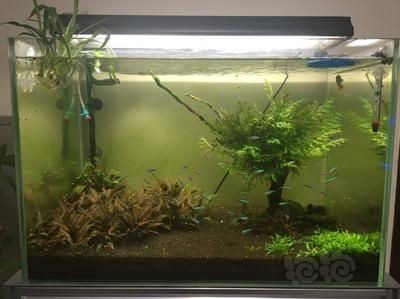 黑珍珠龍魚可以吃嗎