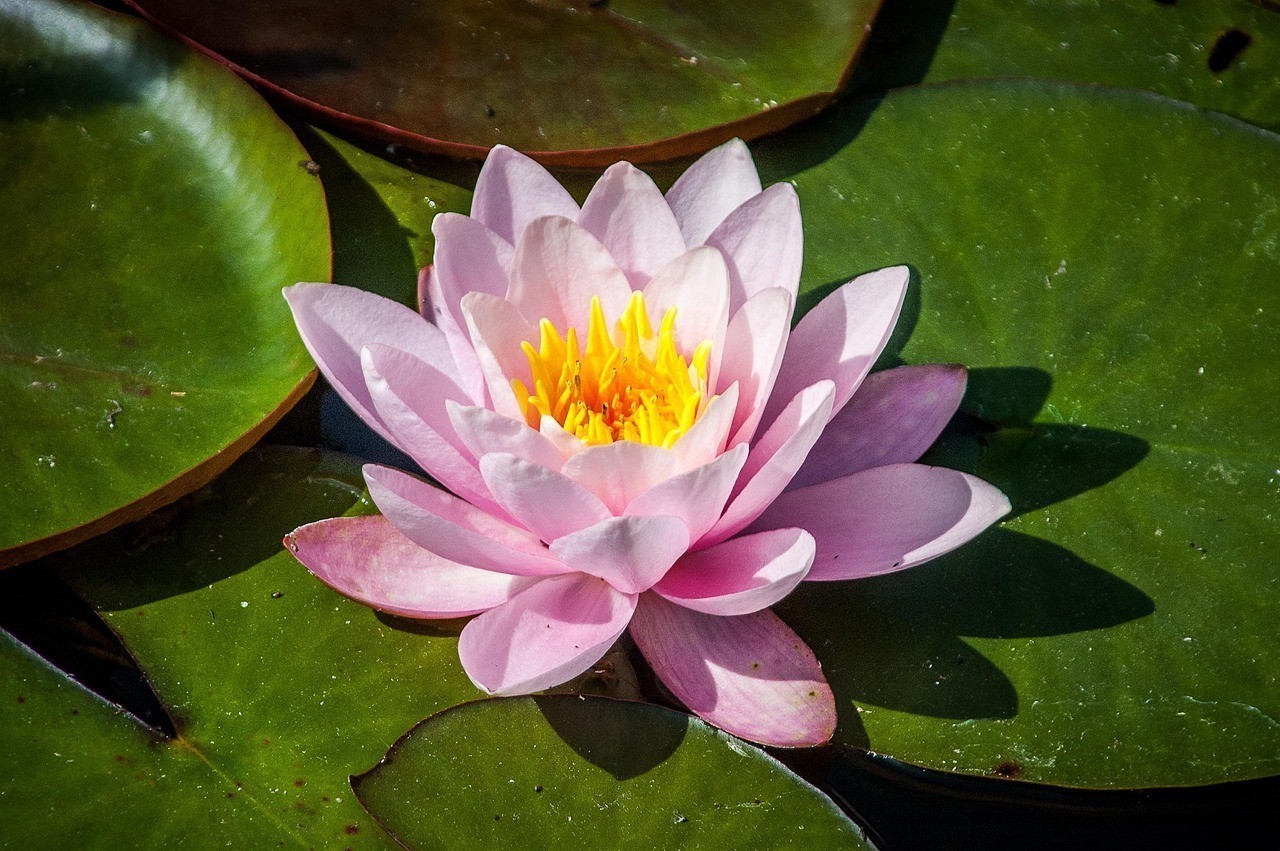 玉魚吊墜的寓意是什么