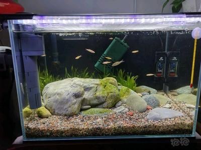 魚缸水發白加硝化細菌來得及么（魚缸水發白加入硝化細菌來得及么）