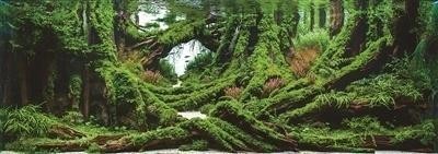 有哪些國內知名水草造景師？