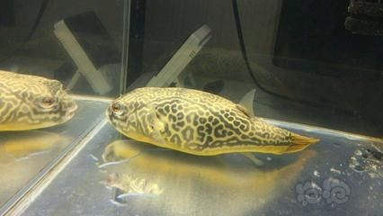 皇冠狗頭魚需要一個至少300升以上的大型魚缸飼養:皇冠狗頭魚怎么養? 魚缸百科 第1張 皇冠狗頭魚需要一個至少300升以上的大型魚缸飼養:皇冠狗頭魚怎么養? 皇冠狗頭魚需要一個至少300升以上的大型魚缸飼養:皇冠狗頭魚怎么養? 魚缸百科 第1張