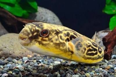 皇冠狗頭魚需要一個至少300升以上的大型魚缸飼養:皇冠狗頭魚怎么養? 魚缸百科 第3張 皇冠狗頭魚需要一個至少300升以上的大型魚缸飼養:皇冠狗頭魚怎么養? 皇冠狗頭魚需要一個至少300升以上的大型魚缸飼養:皇冠狗頭魚怎么養? 魚缸百科 第3張