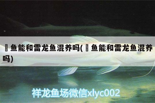 東勝區新穎鴨脖王店