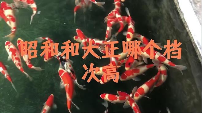 大正昭和紅白哪個檔次高