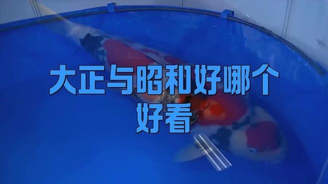 大正昭和紅白哪個檔次高