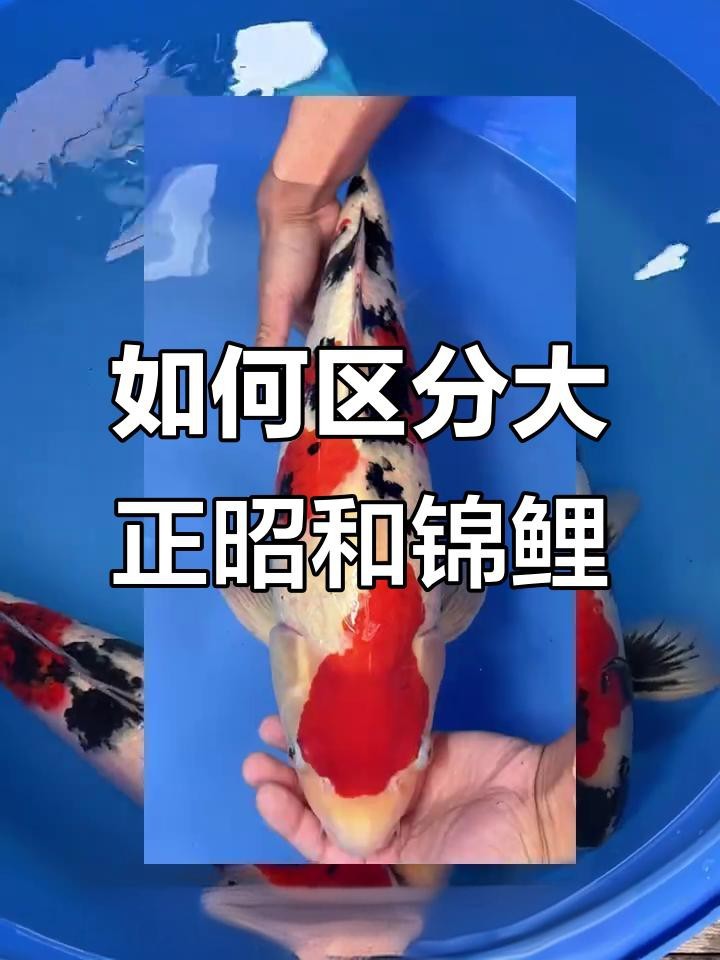 大正昭和紅白哪個檔次高