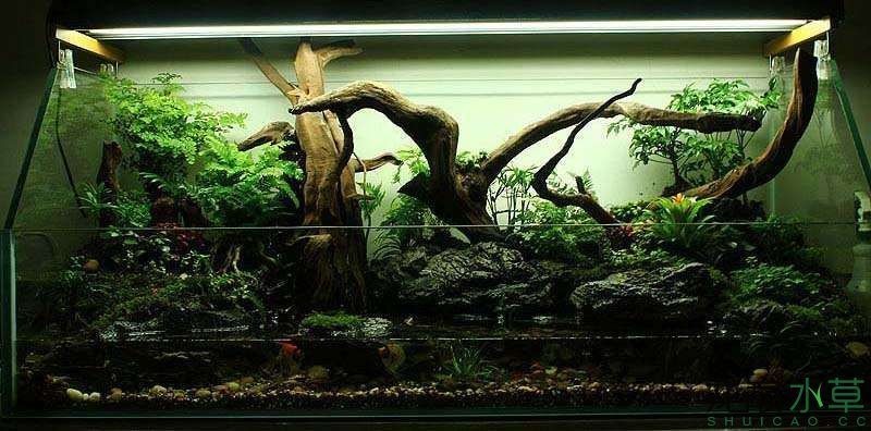 龍魚缸改造水景缸論壇