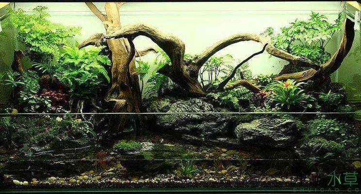 龍魚缸改造水景缸論壇