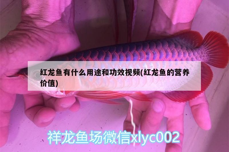 紅龍魚有什么用途和功效視頻(紅龍魚的營養價值)